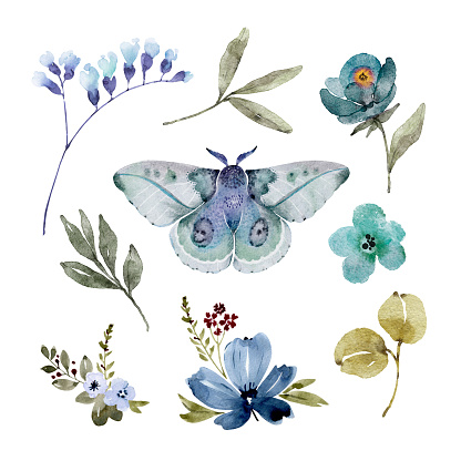 set of watercolor illustrations of blue flowers and butterflies on a white background. hand painted for design and invitations.