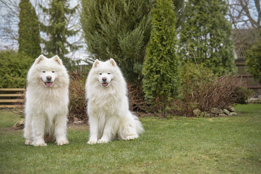 beautiful samoyed dog playing on the lawn in the garden