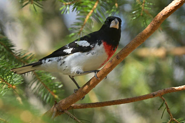 Male rose-breasted grosbeak turned to camera, showing his colors. Taken in Connecticut.