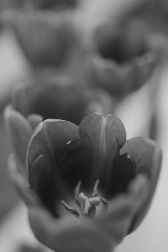 Beautiful Spring Tulips. Close-up
