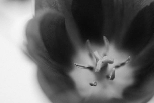 istock Beautiful Spring Tulips. Close-up 1395597106