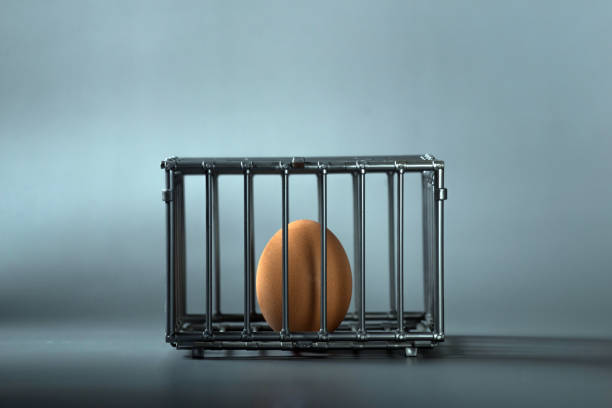 incubator Brown chicken egg in a little toy cage free no sign up stock pictures, royalty-free photos & images