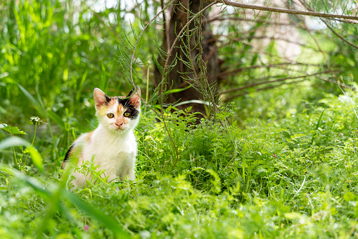 cat, nature, sunny day