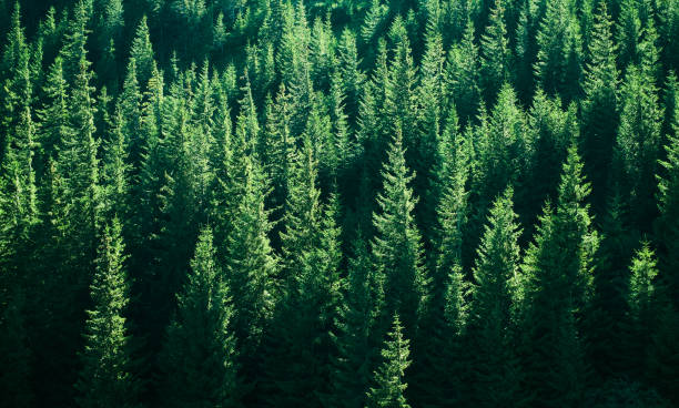 istock Mountains with forests. Carpathian Mountains 1395599407