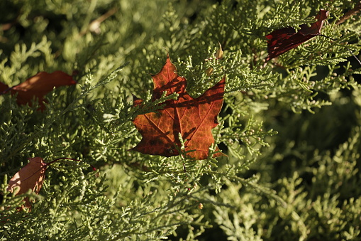 Autumn yellow-red maple leaf on green thuja branches. Early autumn.