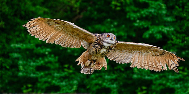 istock Stunning European eagle owl in flight 139560184
