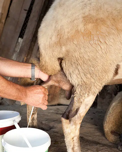 Farmer in Bulgaria milking his sheep the old-fashioned way