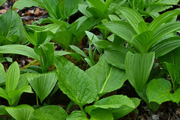 istock Skunk cabbage and false hellebore with raindrops, in Connecticut wetland, spring 1395602222