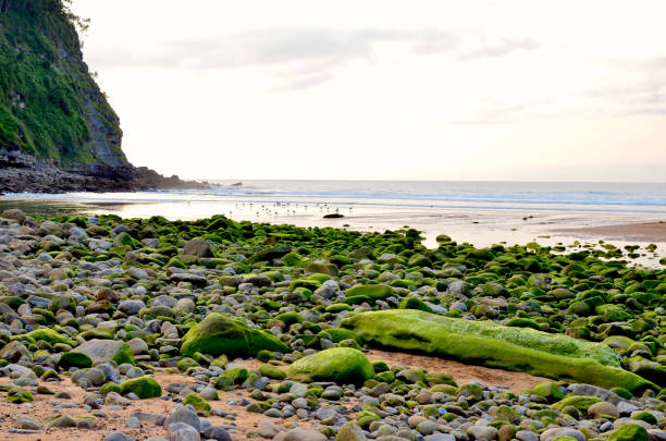 Mossy Pebble Beach Landscape stock photo