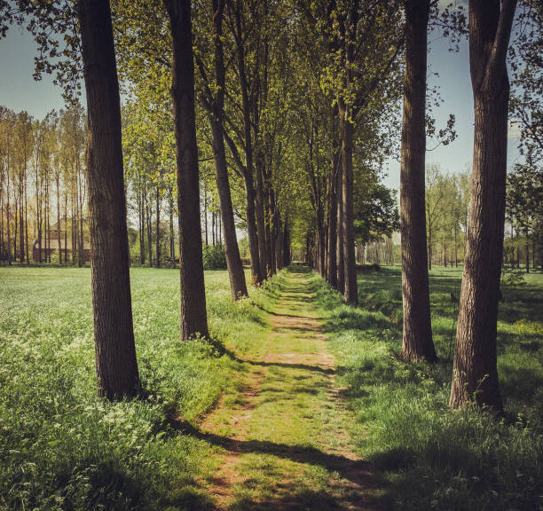 Green trees in a park, backlight. Romantic scenery, meadow and forest in the spring.