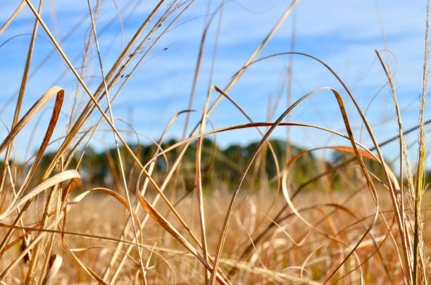 Dry Grasses Landscape stock photo