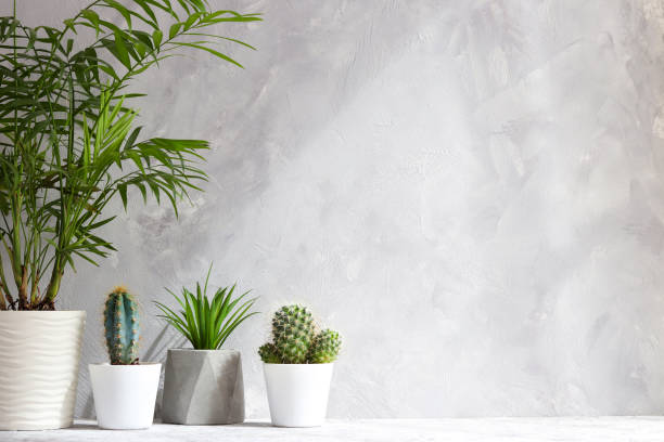 istock Succulent plants and palm in pots against gray wall. Copy space for text. Minimalistic home interior 1395602481