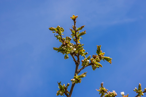 Gorgeous blooming cherry tree isolated on blue sky with white clouds background. Sweden.