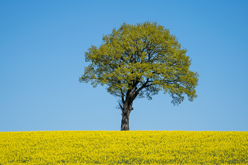 Single tree in a rapeseed field on the Swedish countryside in Scania, Sweden.