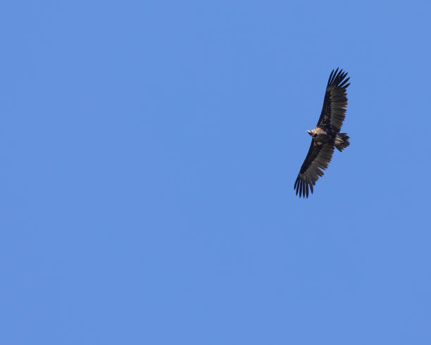 Cinereous Vulture, Aegypius monachus, in flight Cinereous Vulture, Aegypius monachus, aka Monk Vulture, fka Eurasian Black Vulture, flying against a clear, blue sky. Photographed in Extremadura, Spain. eurasian black vulture stock pictures, royalty-free photos & images