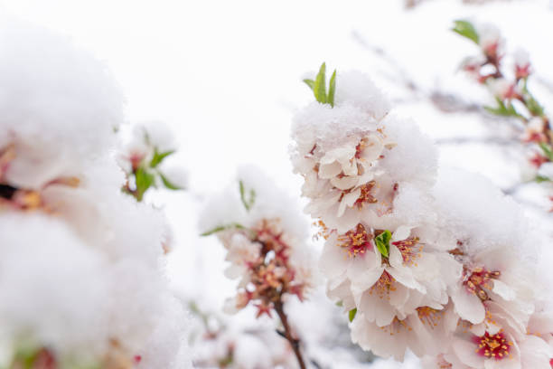 fleurs de l’amandier dans la neige le jour de neige du printemps. belle scène de nature avec arbre en fleurs et éruption de soleil. fleurs printanières.  espace de printemps pour le texte - tranquil scene tree sunset snow photos et images de collection