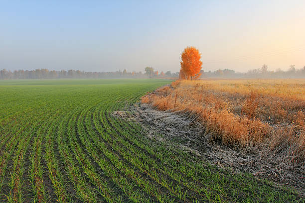 otoño mañana en un campo de trigo - winter wheat fotografías e imágenes de stock