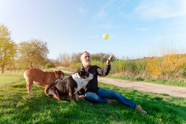 un retraité heureux avec un bouledogue anglais jouant sur l’herbe dans le parc. dressage de chien. temps libre à la retraite. - dandelion snow photos et images de collection