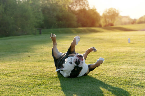 bulldog britannico inglese tricolore nero felice che gioca sull'erba nella soleggiata giornata di primavera - english bulldog foto e immagini stock