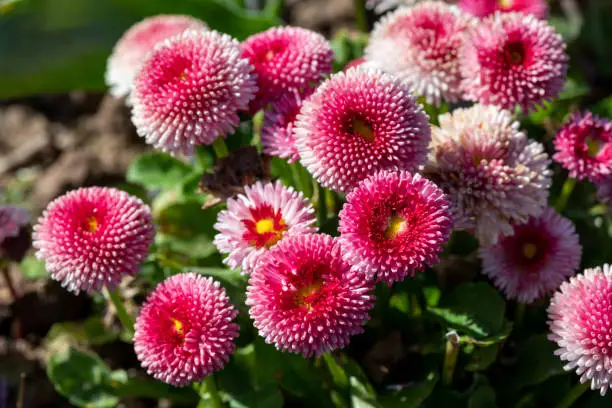 Close up of pink common daisy (bellis perennis) flowers in bloom