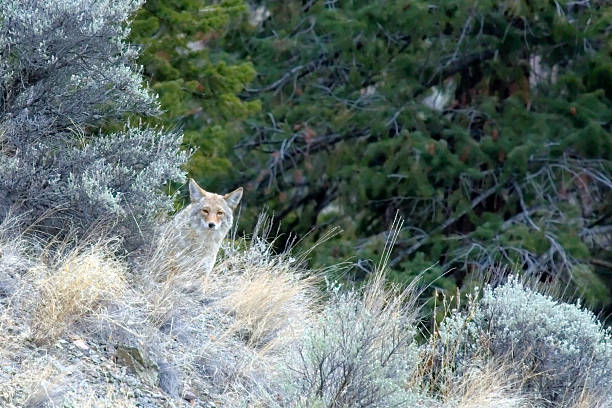 istock Coyote on a sagebrush hillside. 139560746