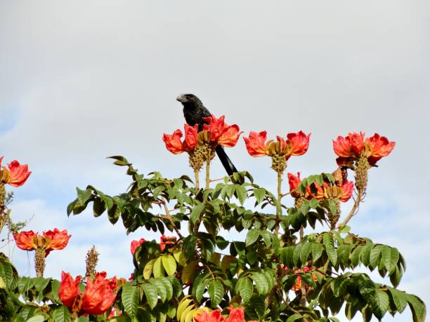 istock Tree with many red flowers and a black bird 1395608757