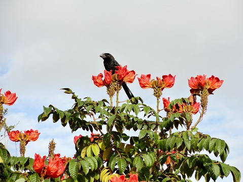 Tree with many red flowers and a black bird perched in its canopy