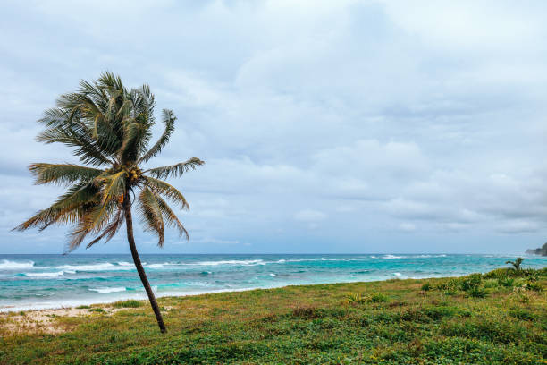 Palm tree by the sea in a tropical beach. Seychelles, Indian Ocean