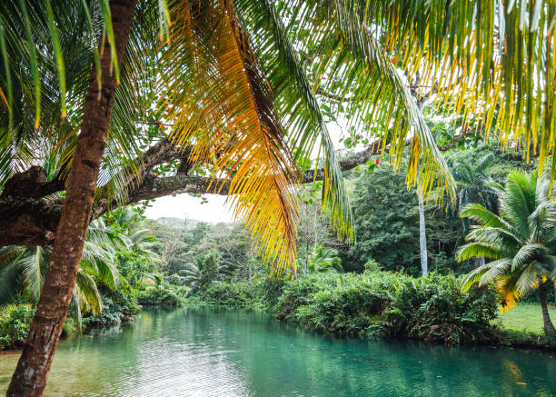 Lagoon in the jungle. Frenchman's Cove, Portland, Jamaica
