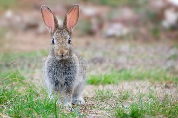 Wild cotton tail rabbit Young cotton tail rabbit outdoors on a farm sick bunny stock pictures, royalty-free photos & images