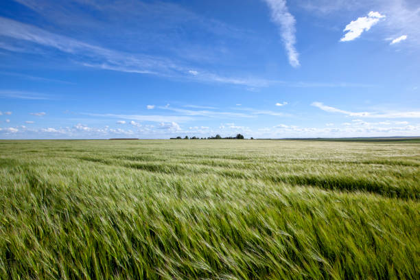 istock green cereal field with wheat in summer 1395612585