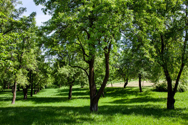 istock deciduous trees growing in the park in the summer 1395612640