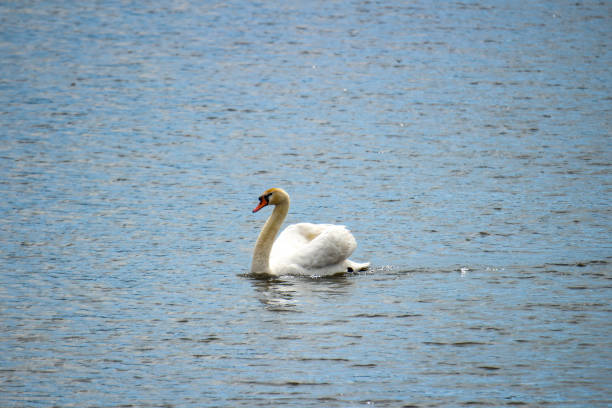 istock a mute swan that is on a pond begins to take flight 1395612833