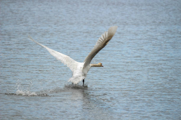 istock a mute swan that is on a pond begins to take flight 1395612871