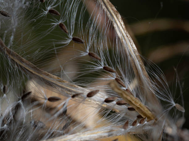 istock Close up of Dandelion seed ready to fly 1395613452