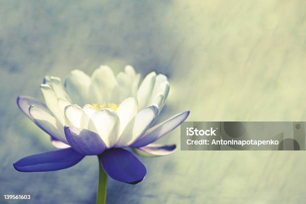 Lotus Stock Photo - Download Image Now - Beauty In Nature, Blossom, Botany