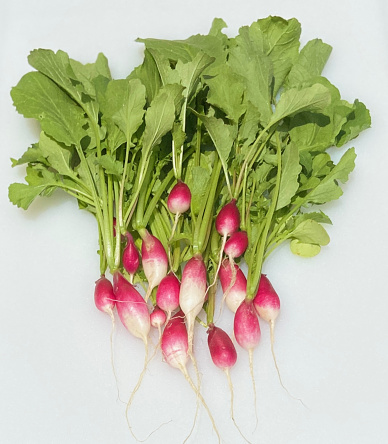 Food backgrounds: fresh organic radish bundle shot on rustic wooden table. The composition is at the right of an horizontal frame leaving useful copy space for text and/or logo at the left. Predominant colors are red, green and brown. High resolution 42Mp studio digital capture taken with Sony A7rII and Sony FE 90mm f2.8 macro G OSS lens