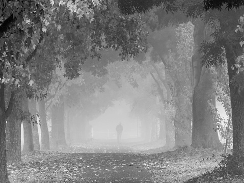 Solitary figure walking down avenue of autumn trees in fog