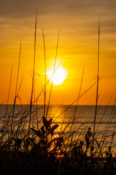 istock OBX Sunrise Through the Seagrass 6 1395619697