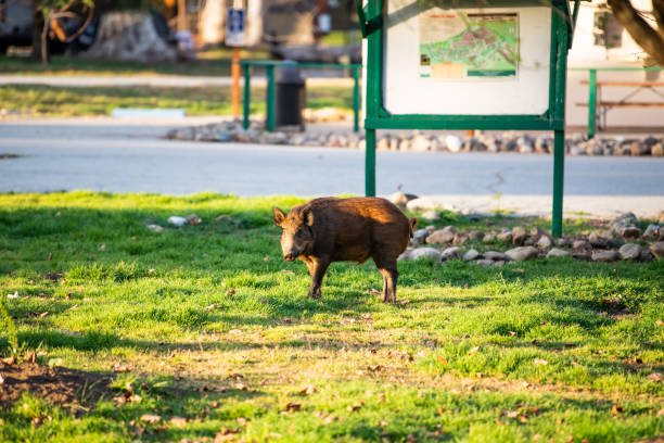 istock Wild pig at San Benito campground 1395622138