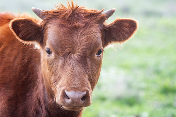 mucca rossa al pascolo - animale femmina foto e immagini stock