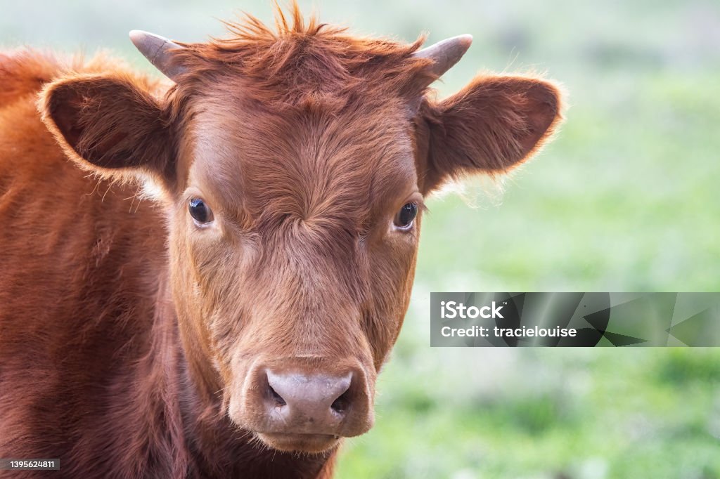 Red Cow grazing Cow out in the paddock Domestic Cattle Stock Photo