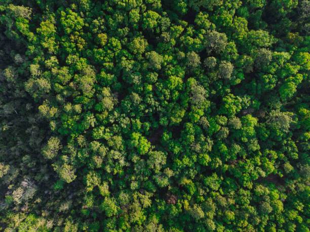 istock Green Florida Panhandle Forest From Above At Sunset Aerial Drone Shot 1395625290