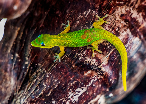 Green Yellow Blue Gold Dust Day Gecko Lizard Pheisuma laitcauda Moorea Tahiti