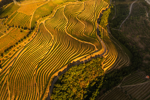 Drone view of car driving on curvy road through vineyards cultivated in Douro valley in Portugal at sundown