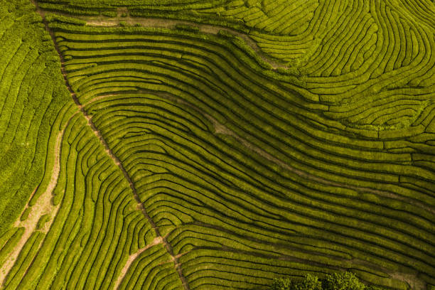 istock Green tea plantation in summer 1395629857