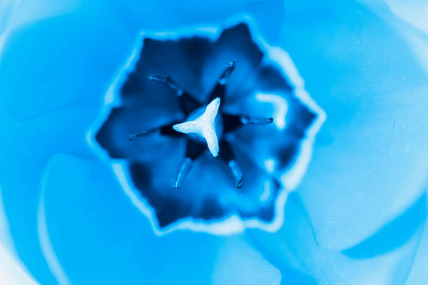 portrait of a tulip core inside view. Toning 2022. For backgrounds and textures. For print