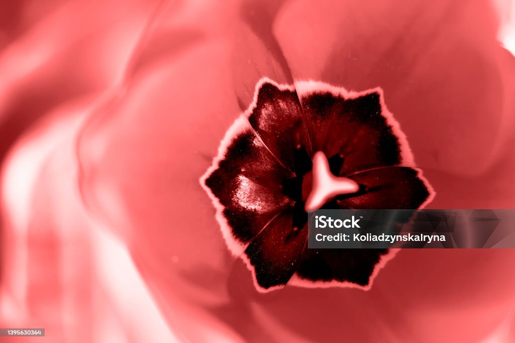 portrait of a tulip core inside view. Toning 2022. For backgrounds and textures. portrait of a tulip core inside view. Toning 2022. For backgrounds and textures. For print Pistil Stock Photo