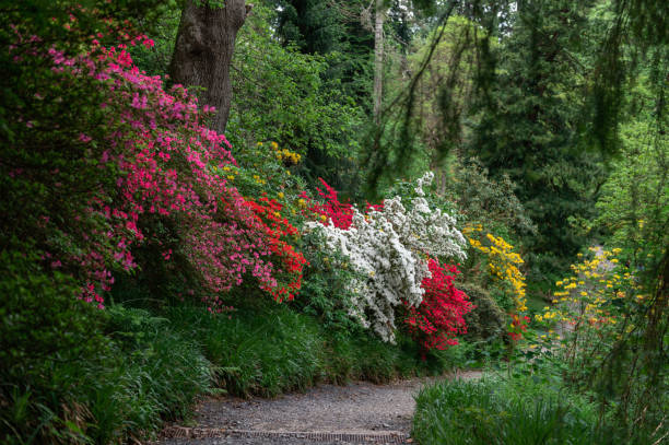 Beautiful Paths in Garden with blooming trees and bushes during spring time, Wales, UK
