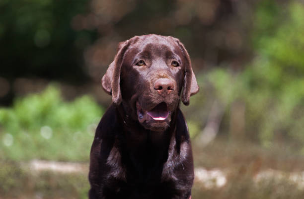istock Cute little labrador retriever puppy 1395631297